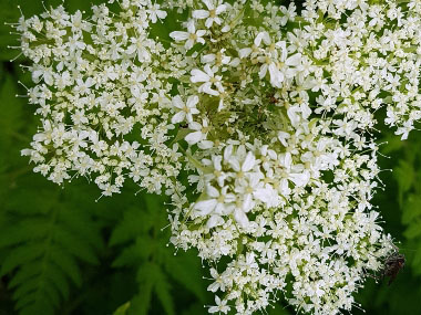 aniseroot flowers