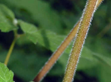 aniseroot stems