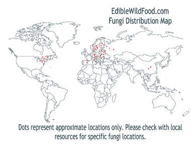 apricot jelly distribution