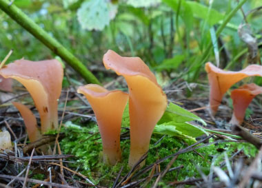 apricot jelly fungus