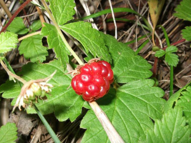 Rubus arcticus berry