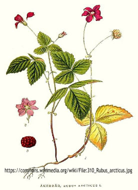 Rubus arcticus