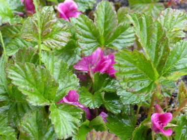 arctic raspberry arcticus rubus