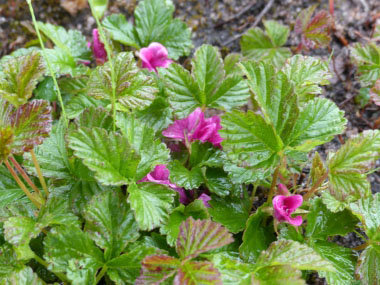 arctic raspberry raspberries rubus arcticus ediblewildfood