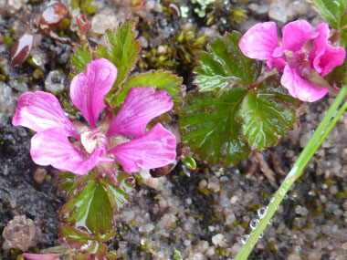 arctic raspberry flower