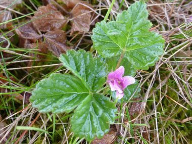 arctic raspberry leaves