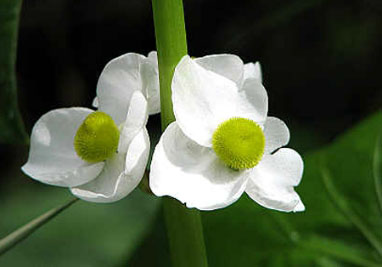 arrowhead female flower