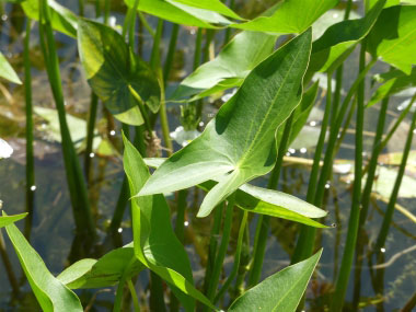 arrowhead leaves