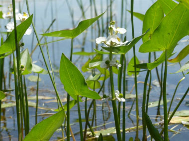 arrowhead plant