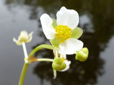 duck potato flower