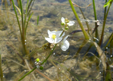 waputo flowers