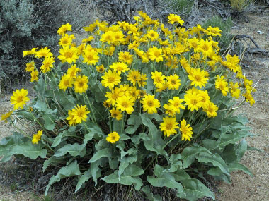 Balsamorhiza sagittate