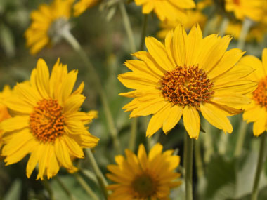 arrowroot balsamroot flowers