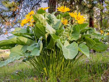 arrowroot balsamroot plant