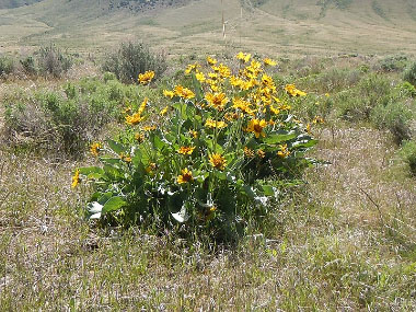 arrowroot balsamroot