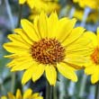 Arrowroot Balsamroot