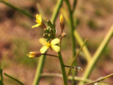 Brassica tournefortii