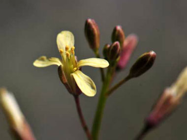 asian mustard flower