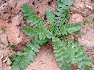 asian mustard leaves