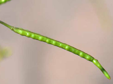 asian mustard seed pod