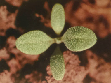 shepherds purse new growth