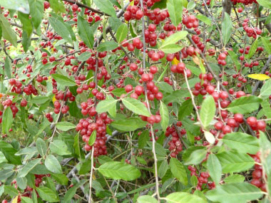 Elaeagnus umbellata berries