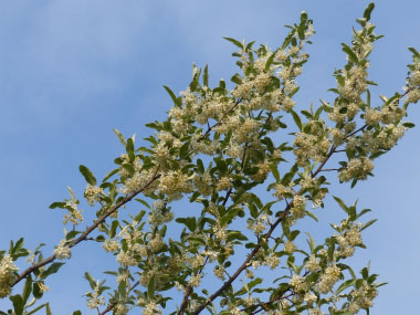 autumn olive flowers