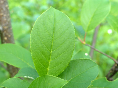 autumn olive leaf