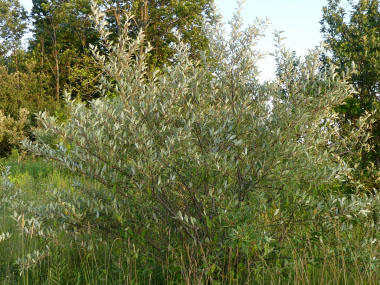 autumn olive shrub