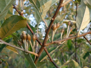 japanese silverberry