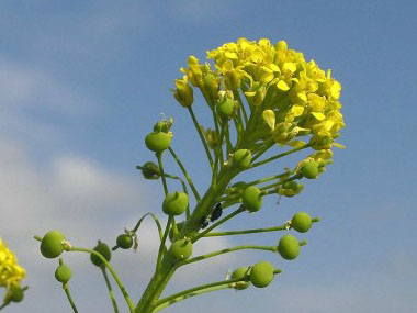 Neslia paniculata flowers