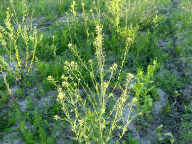 Neslia paniculata