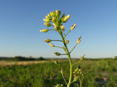 ball mustard flowers