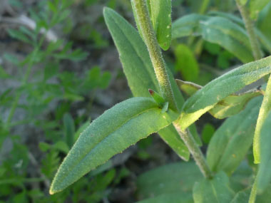 ball mustard leaves