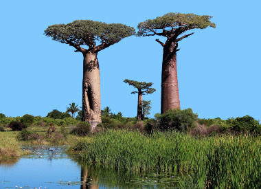 Adansonia digitata