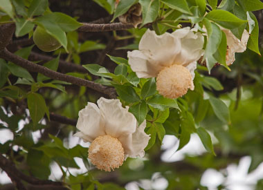baobab flowers