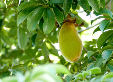 baobab fruit