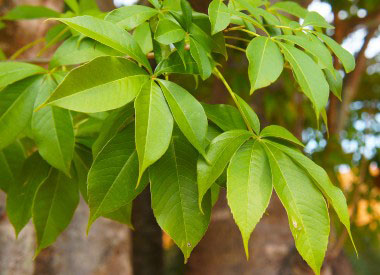 baobab leaves