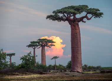 baobab trees