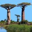 Baobab