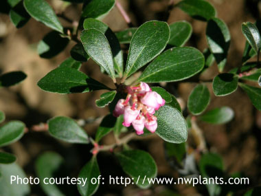 Arctostaphylos uva ursi flowers