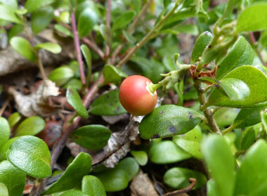 bearberry berry