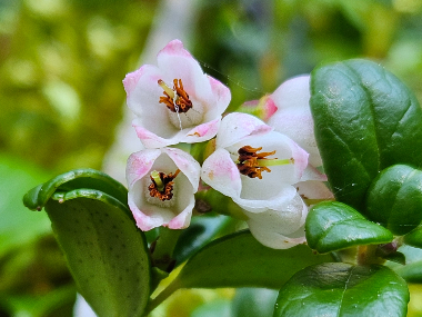 bearberry flower close up