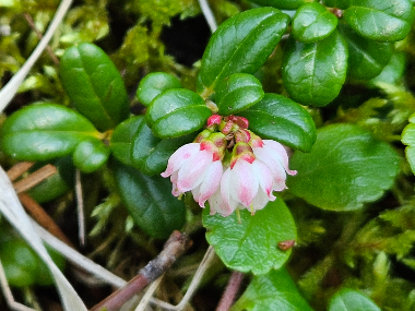 bearberry flower
