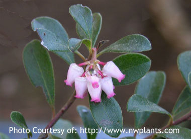 bearberry flowers