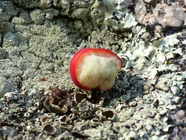 bearberry inside