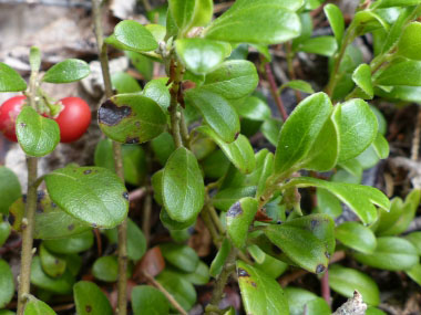 bearberry leaves