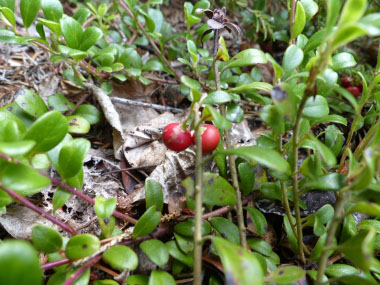 bearberry plant