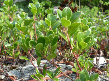 bearberry