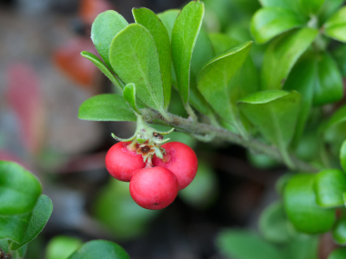 kinnickkinnick berries